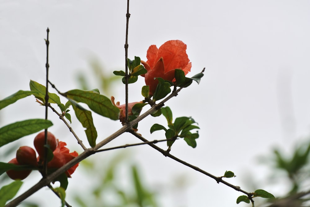 a tree branch with some red flowers on it