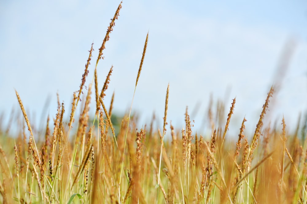 a field of tall grass with a blue sky in the background