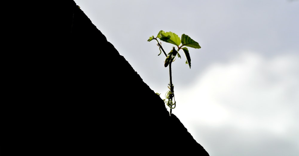 a plant growing out of the side of a building