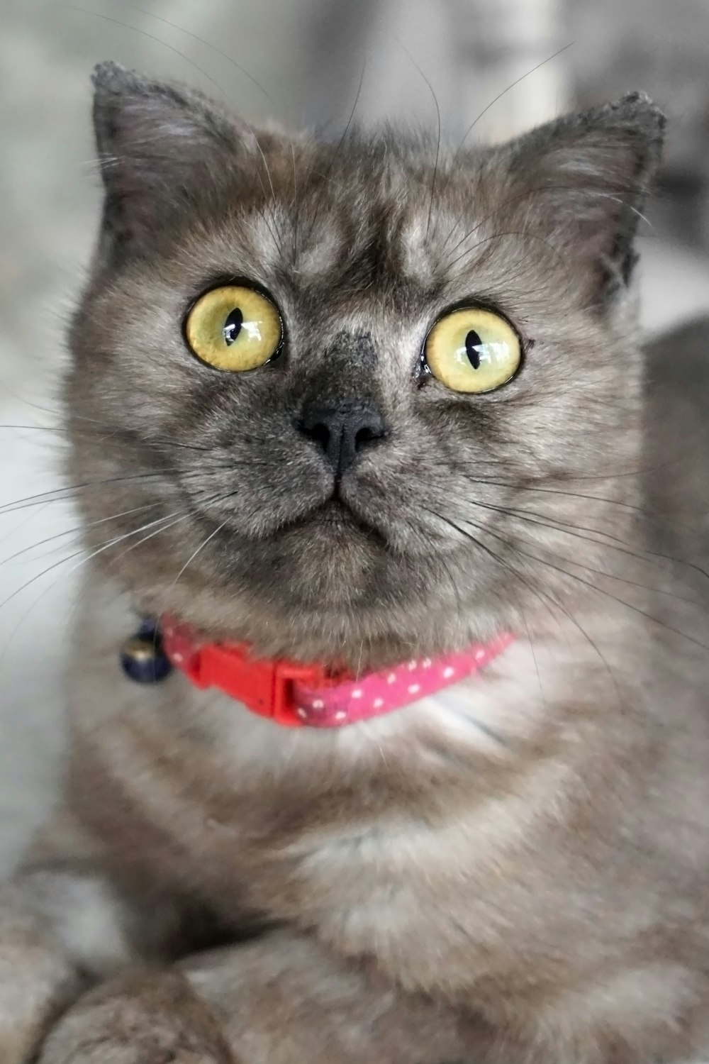 a gray cat with yellow eyes and a red collar