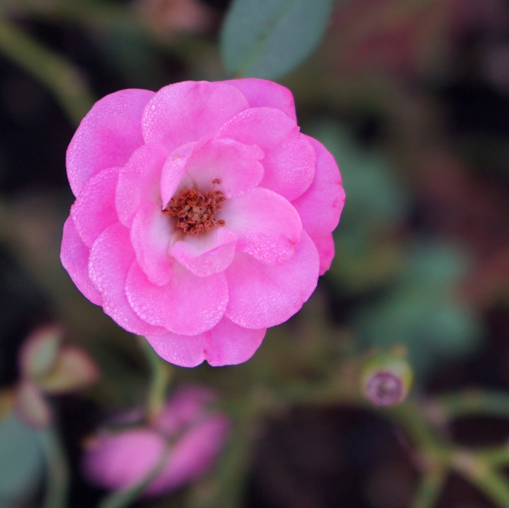 a pink flower with water droplets on it