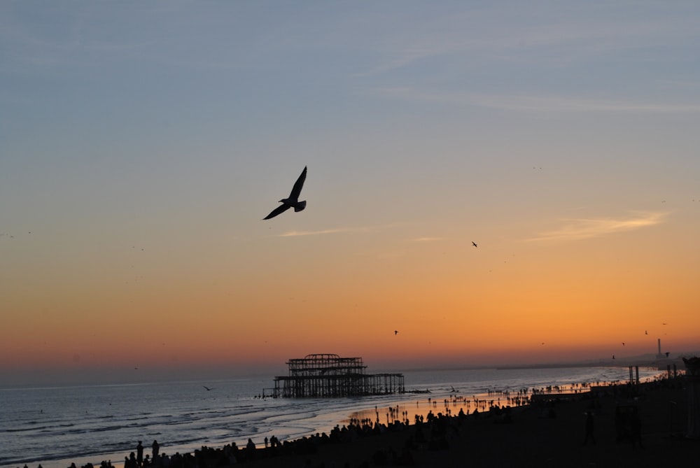 a bird flying over a beach at sunset