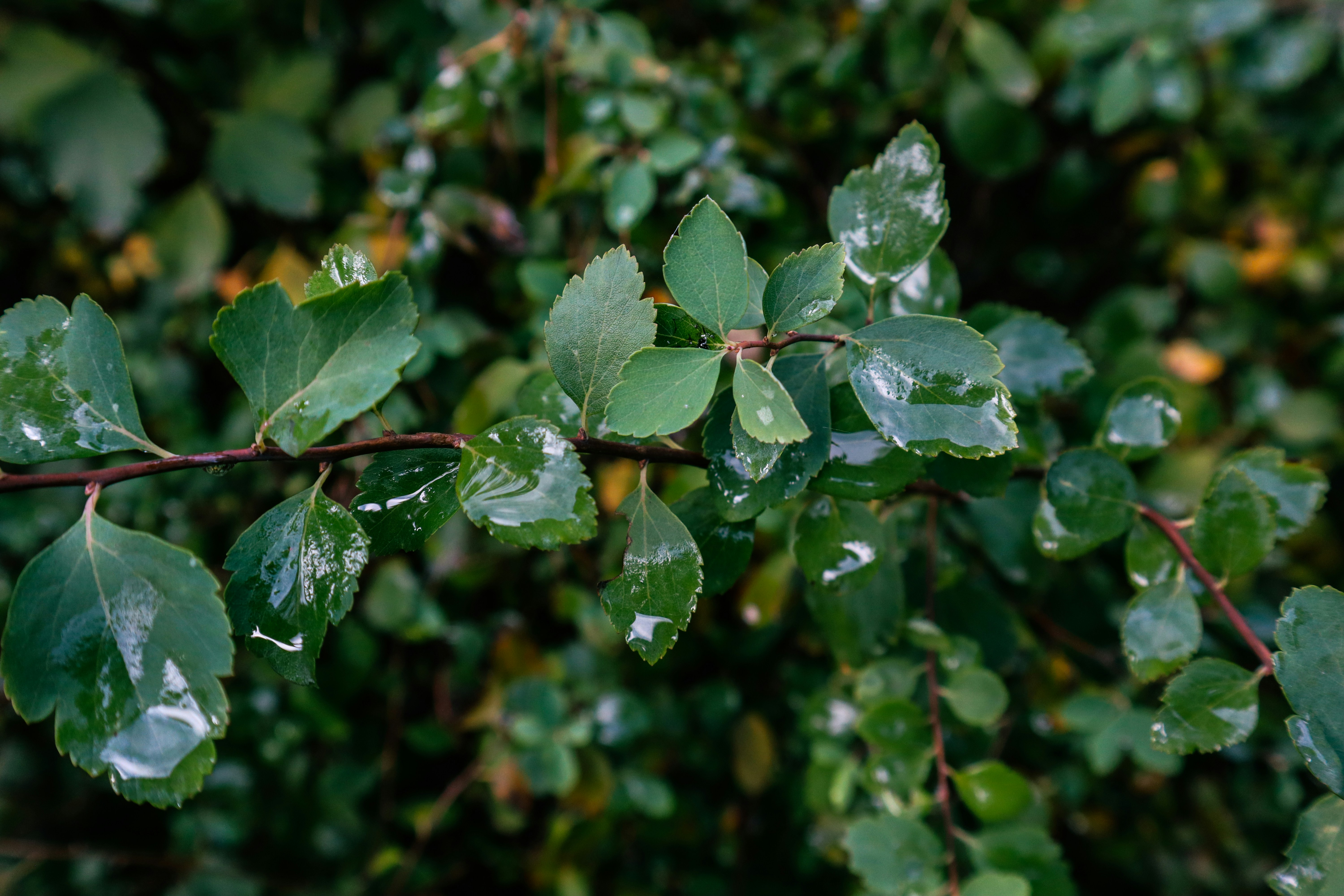 Photo by mugabo_library