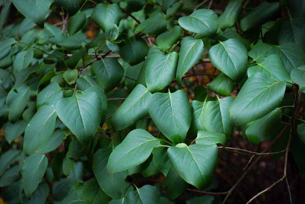 a close up of a plant with green leaves