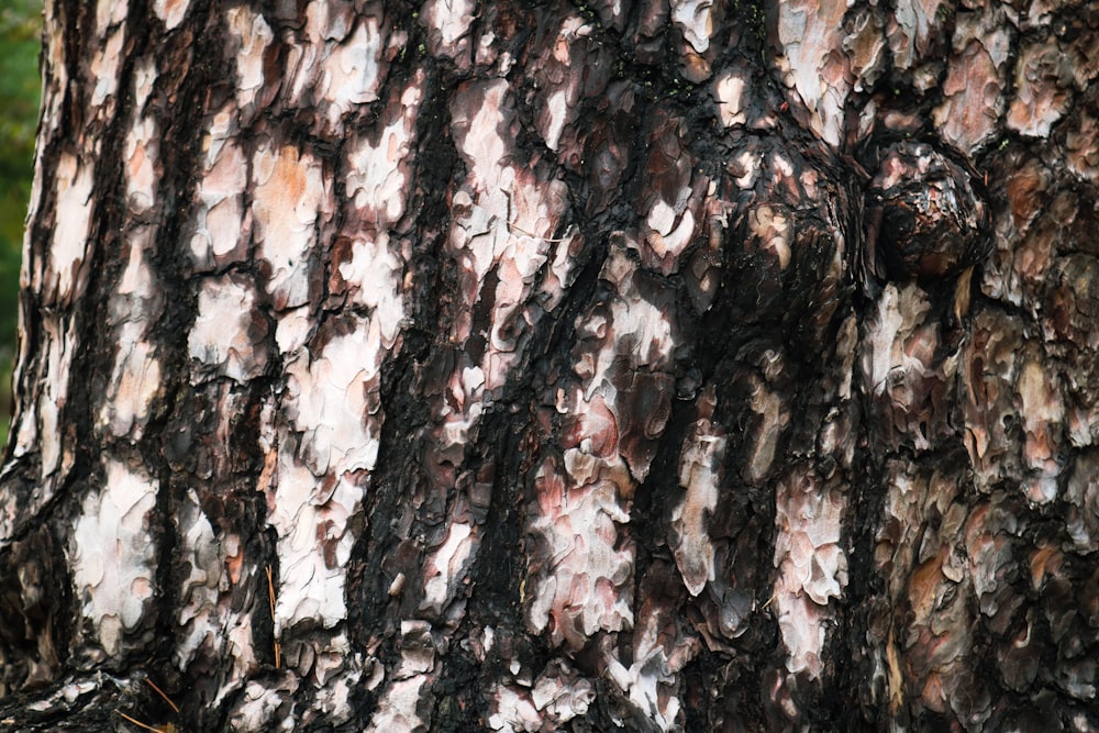 a close up of the bark of a tree