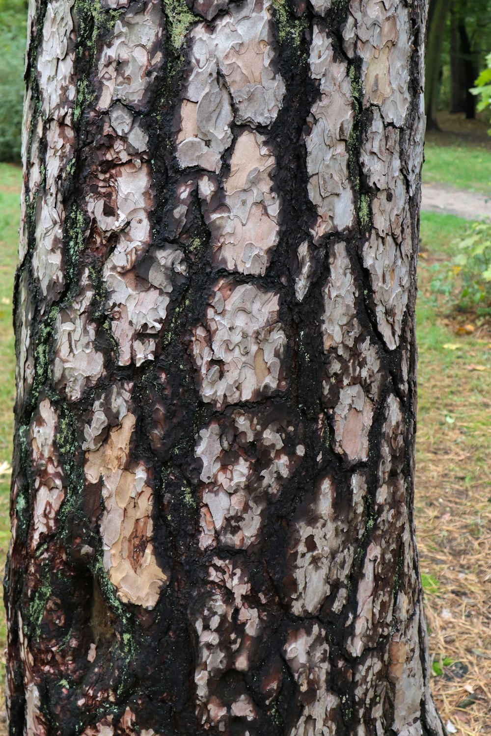 a close up of the bark of a tree