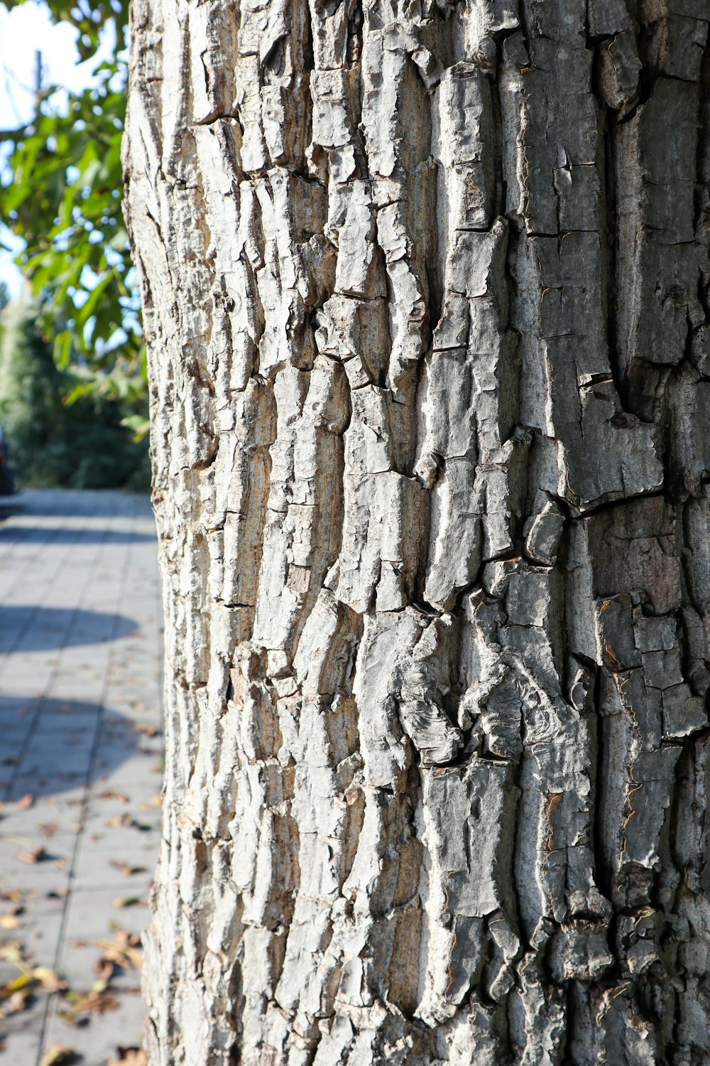 a close up of the bark of a tree