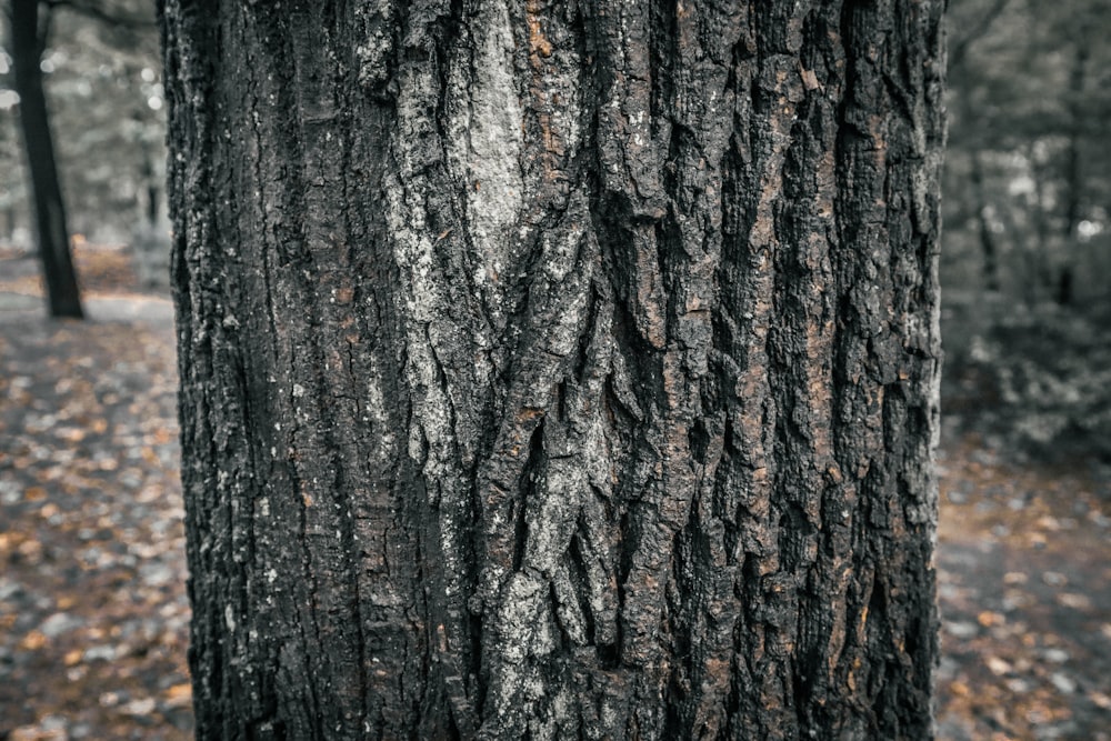 the bark of a tree in a forest