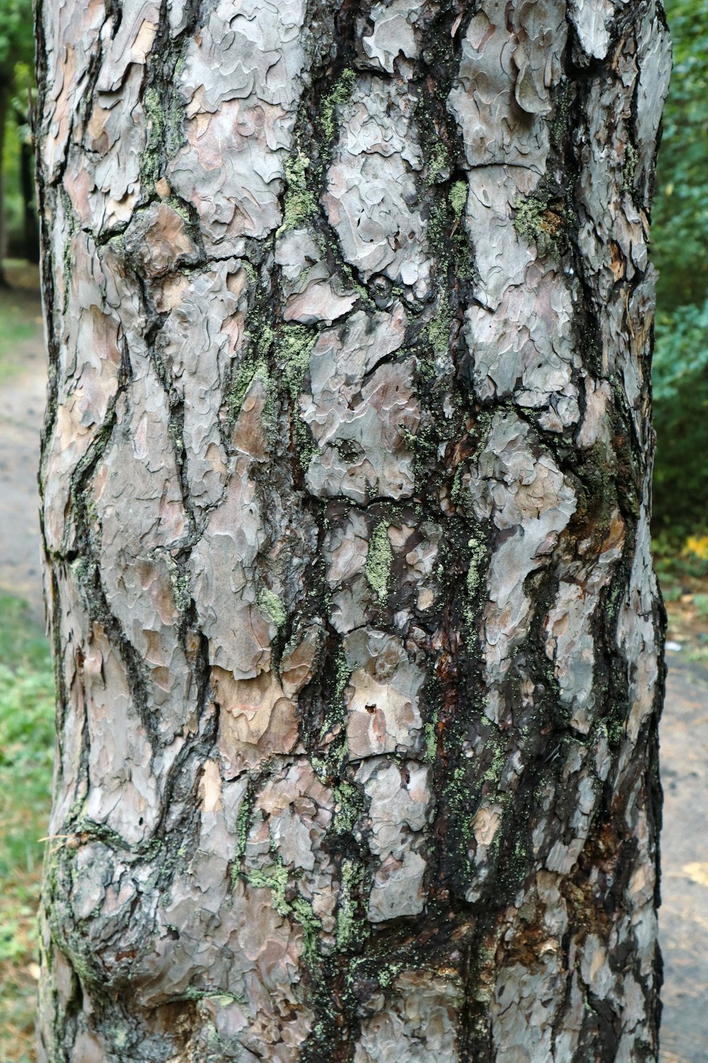 a close up of the bark of a tree