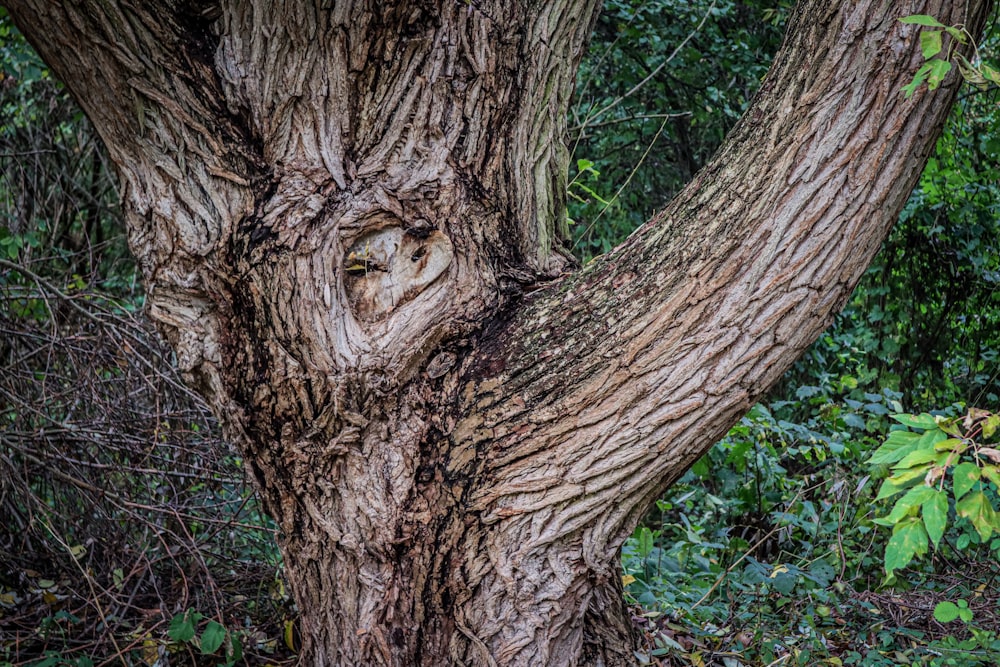 a large tree with a face carved into it