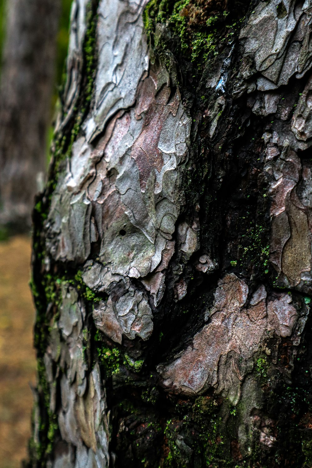 a close up of the bark of a tree