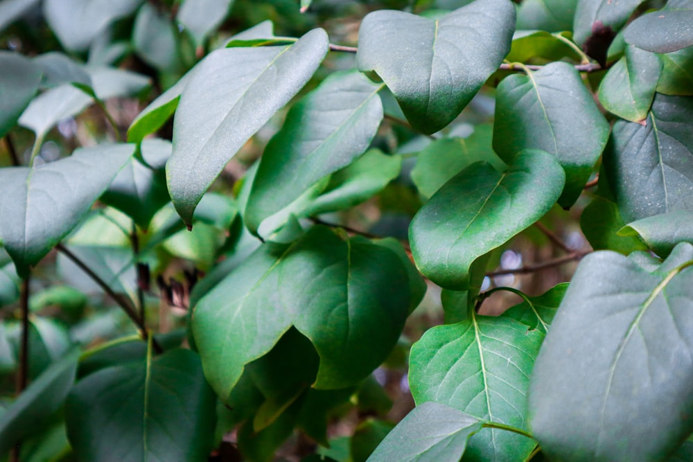 a close up of leaves on a tree