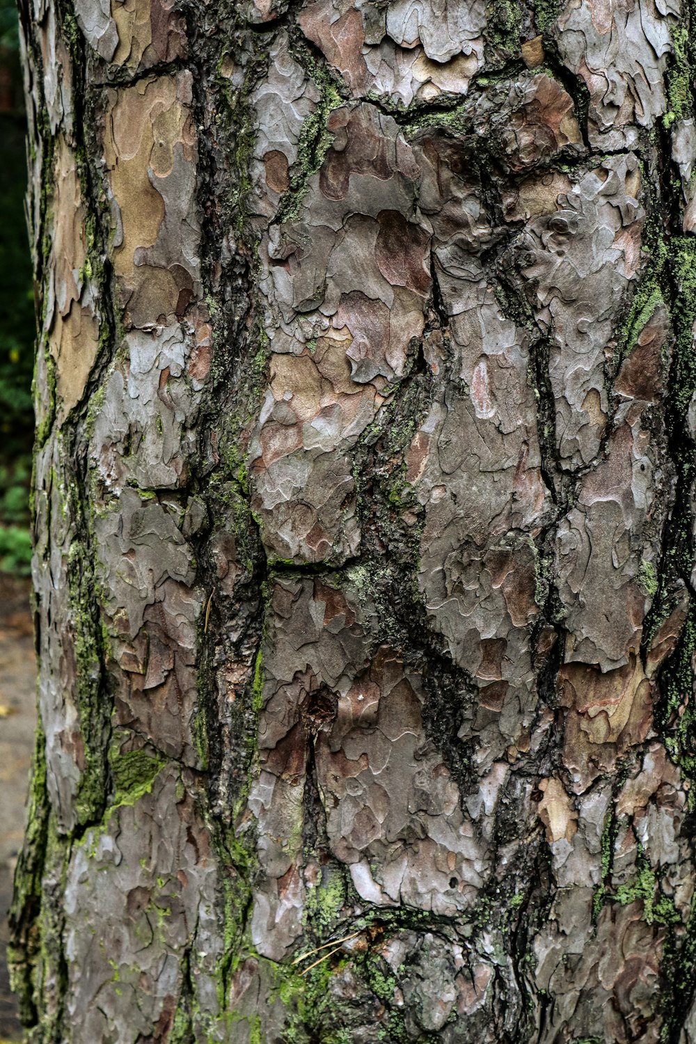 a close up of the bark of a tree