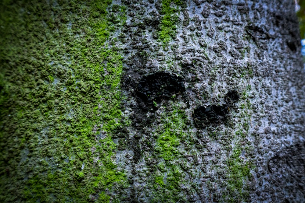 a close up of a tree with moss growing on it