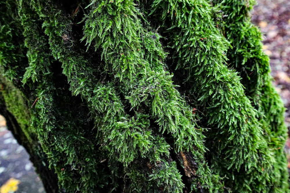 a close up of a tree trunk covered in green moss