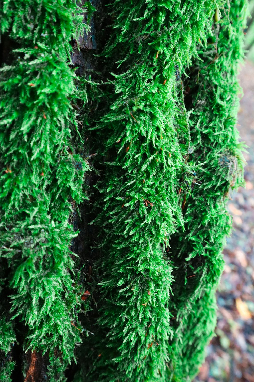 a close up of a tree with green moss growing on it