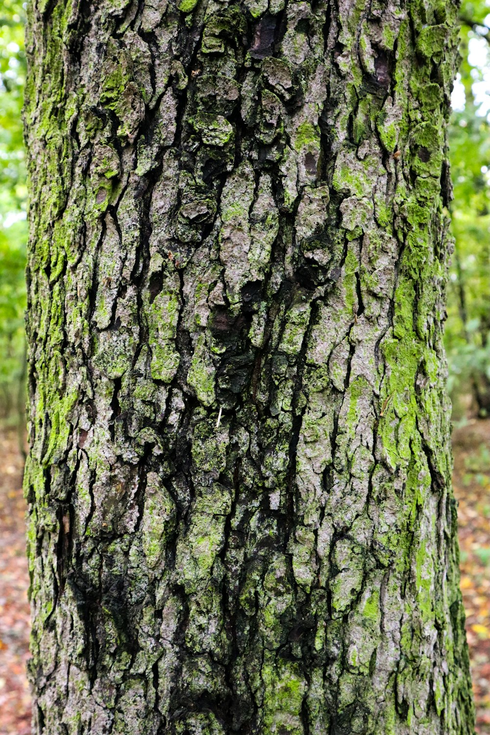 a close up of the bark of a tree