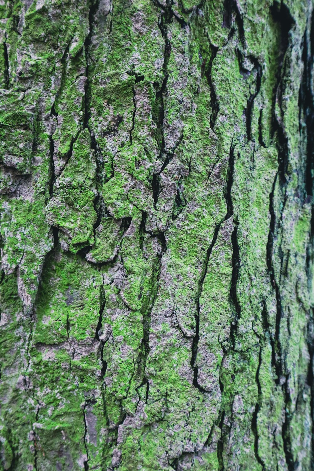 a close up of the bark of a tree