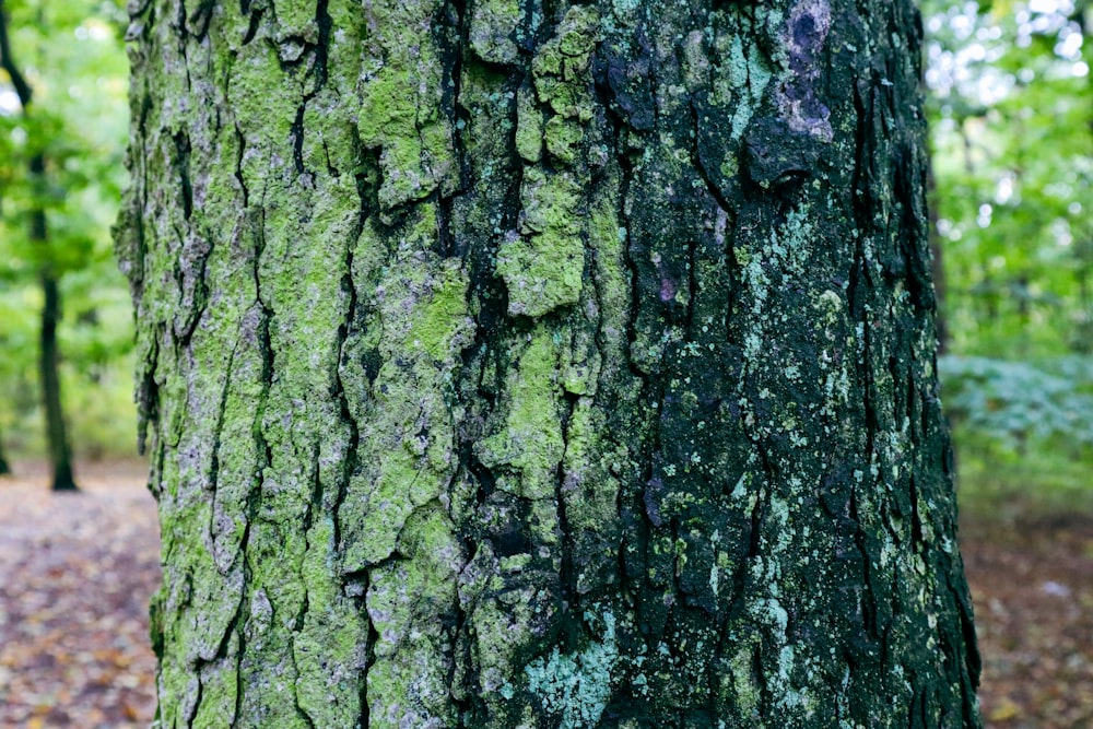 a close up of a tree trunk in a forest