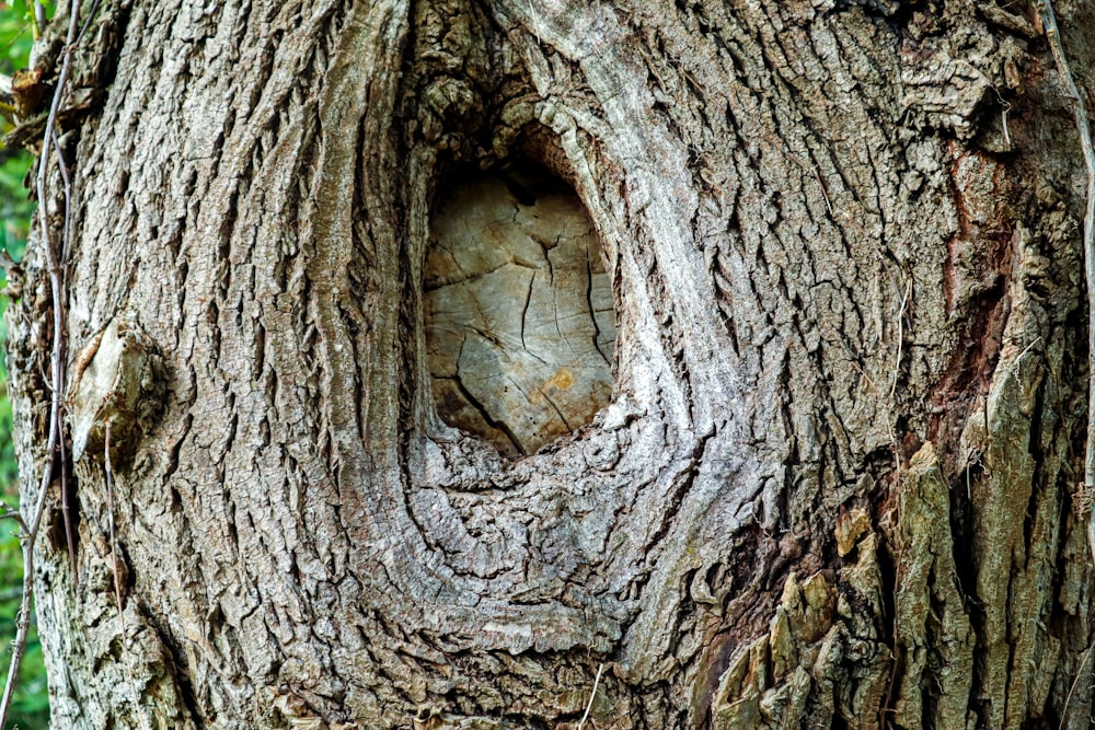 a close up of a tree trunk with a hole in it