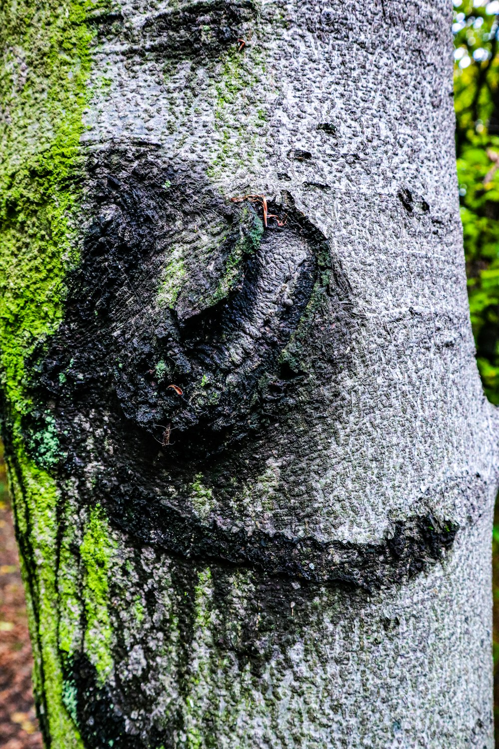 a close up of the bark of a tree