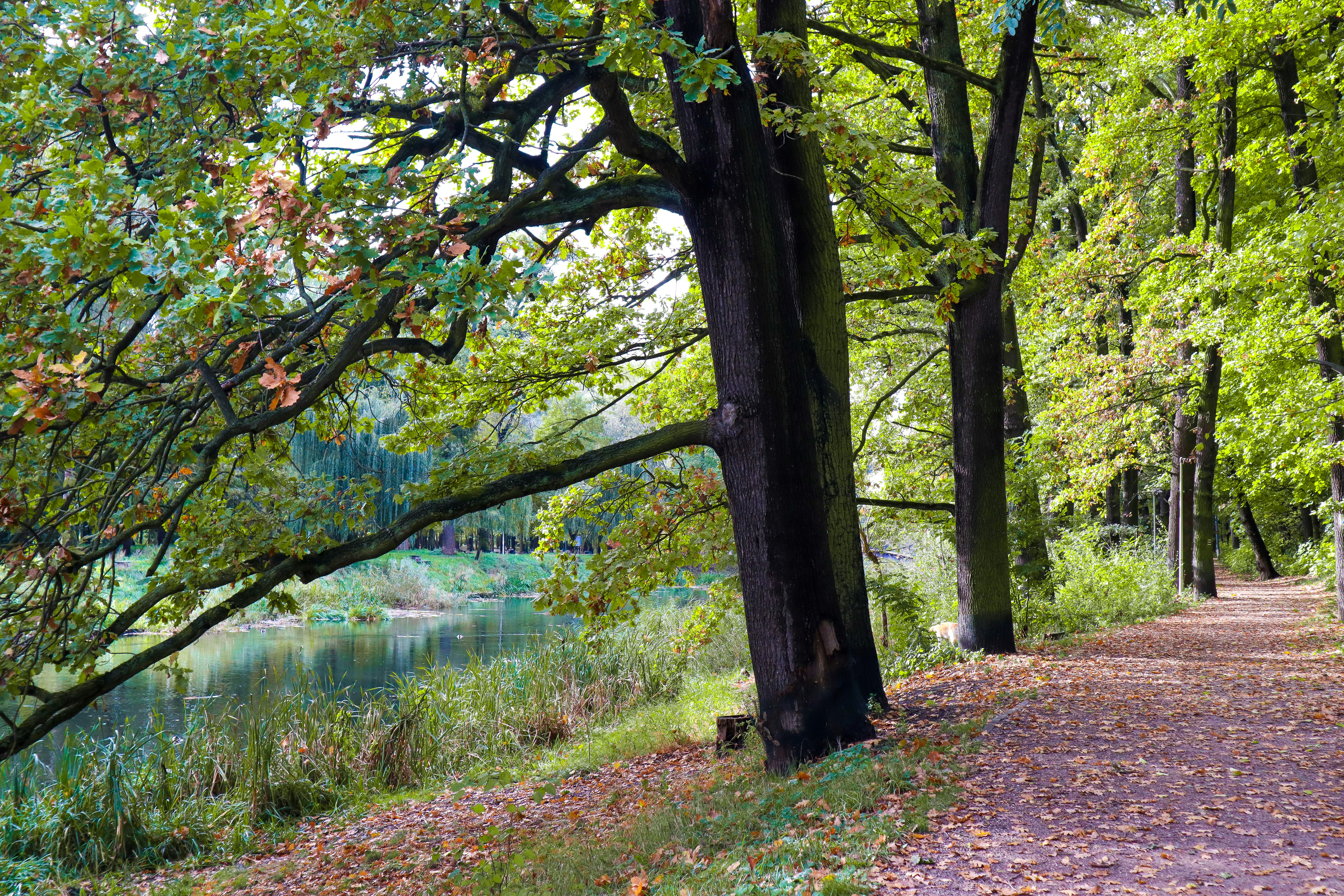 a path in a park with trees and a body of water in the background