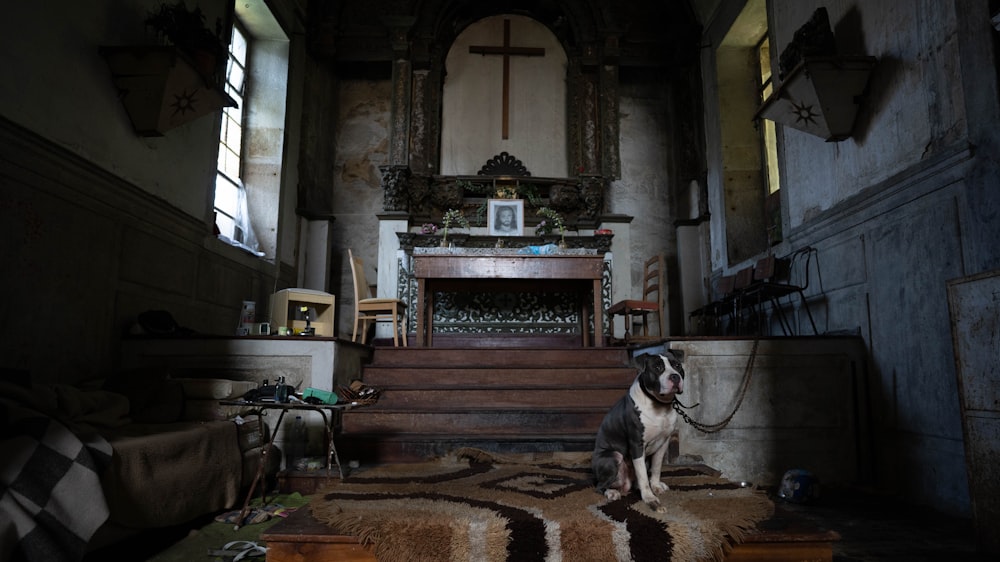 a dog sitting on a rug in a church