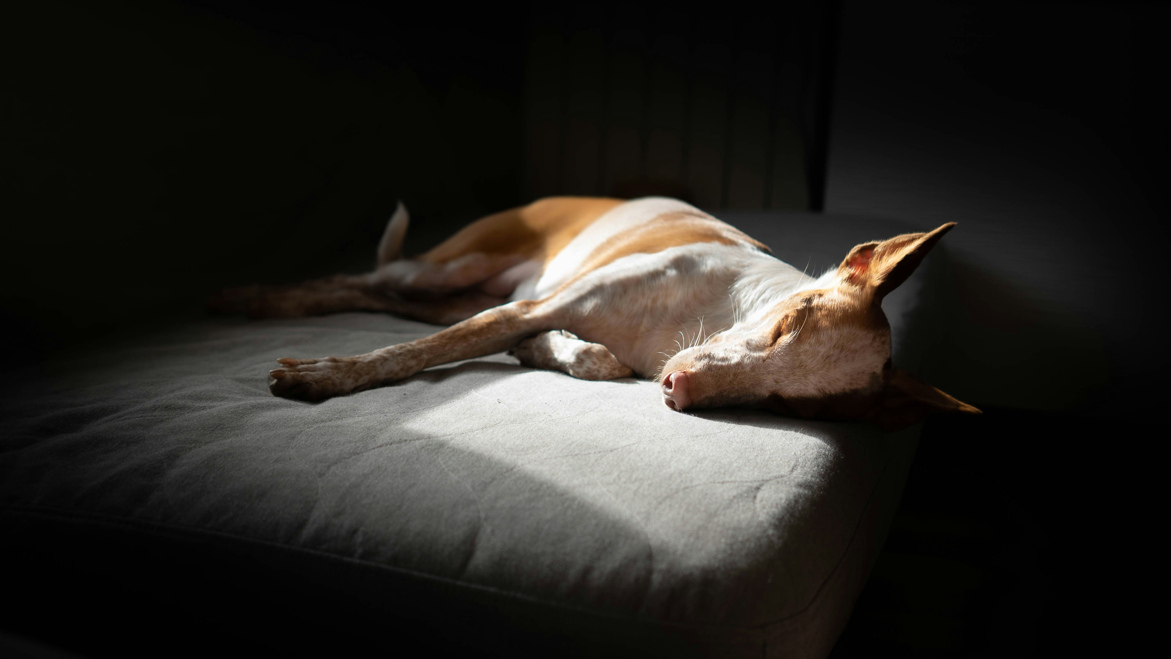 a brown and white dog laying on top of a couch