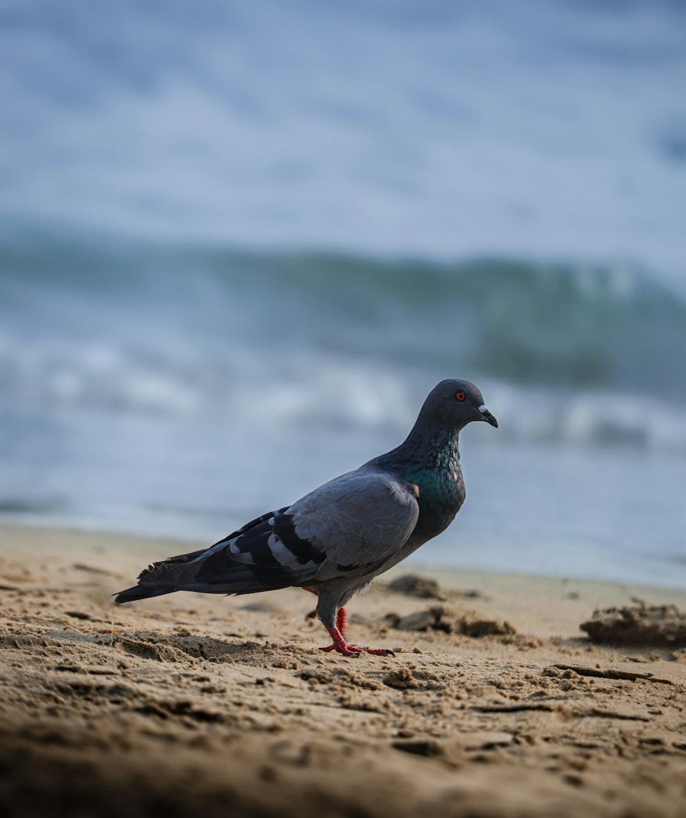 a pigeon standing on a beach next to the ocean