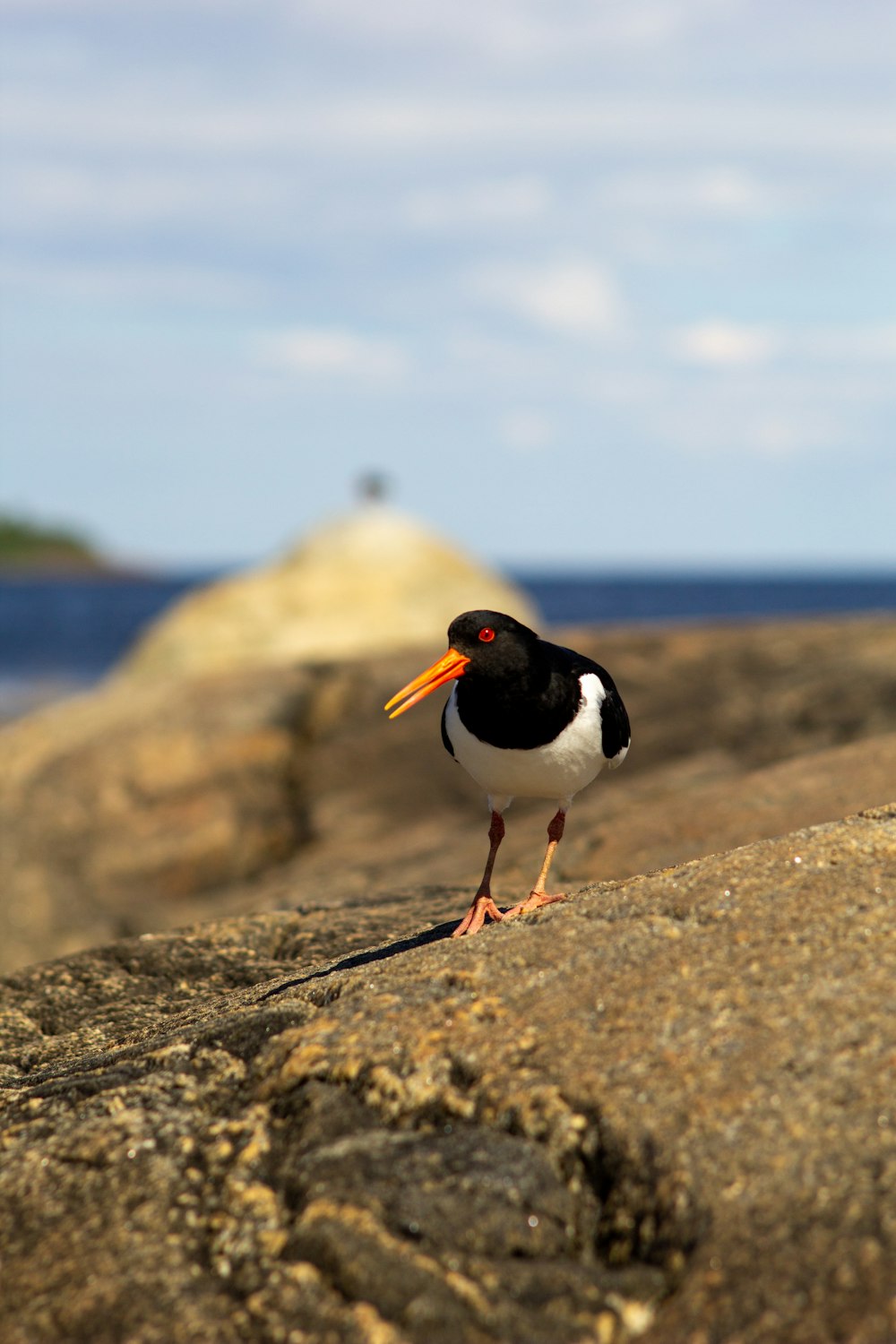 a small black and white bird standing on a rock