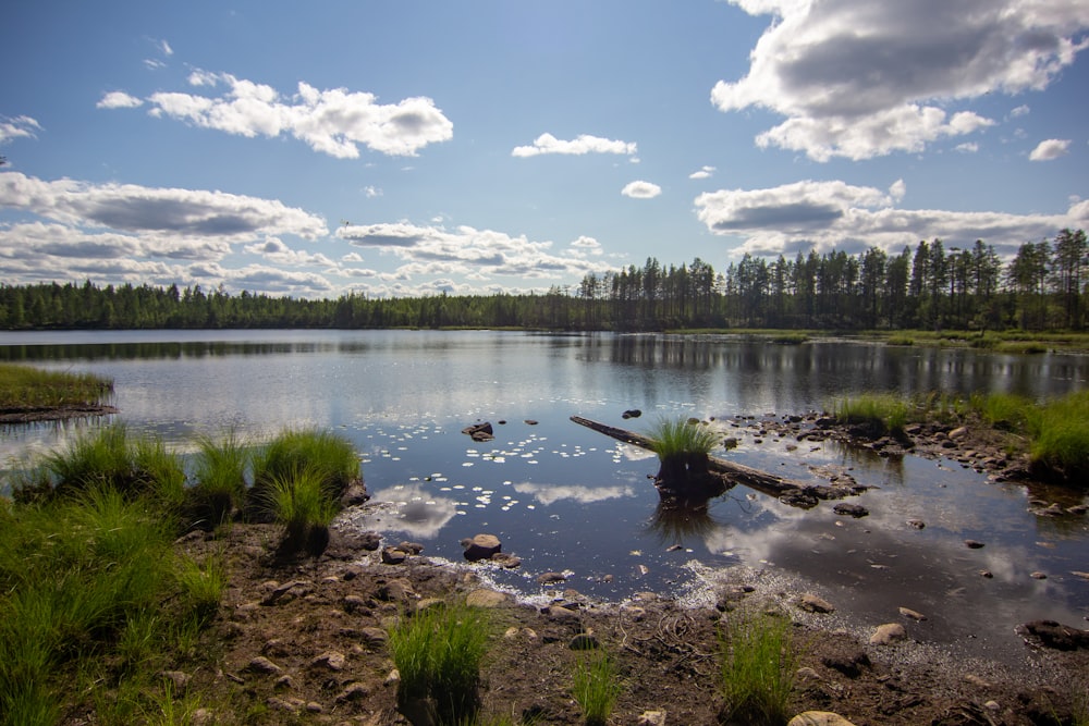 a body of water surrounded by grass and trees