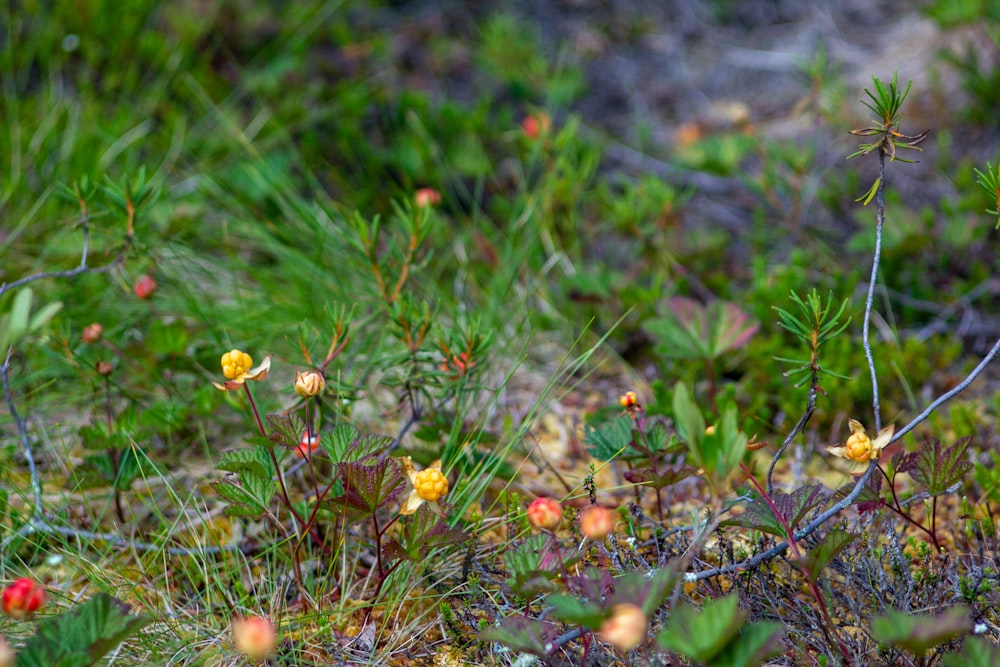 a small yellow and red flower in a grassy area