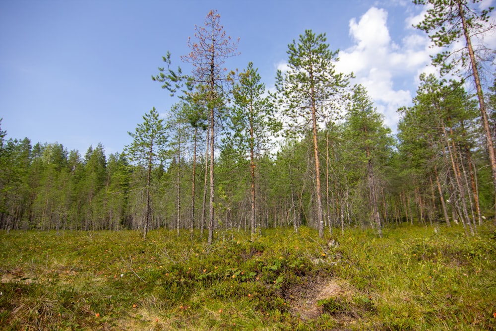 a forest filled with lots of tall trees