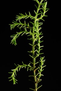 a close up of a plant on a black background