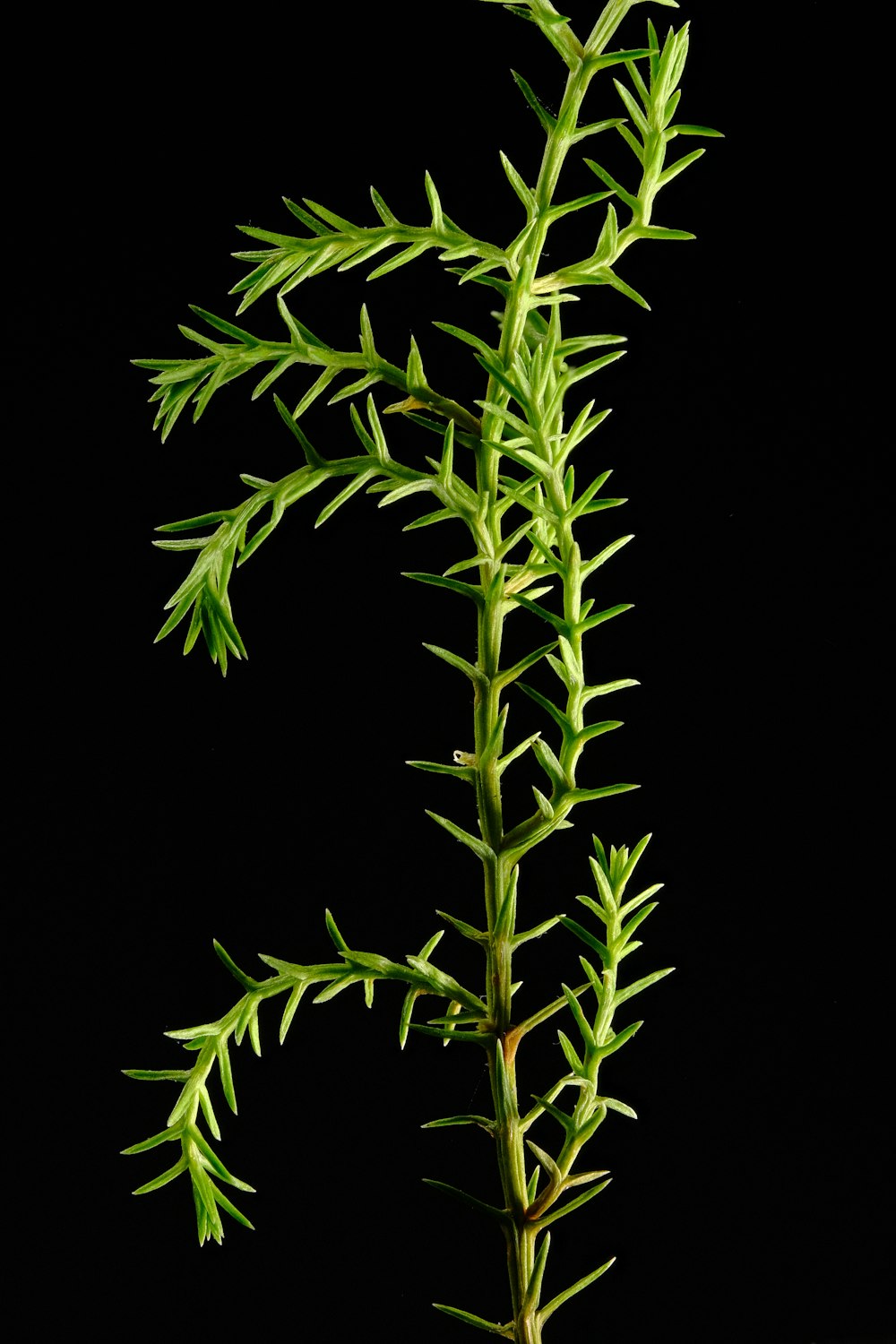a close up of a plant on a black background