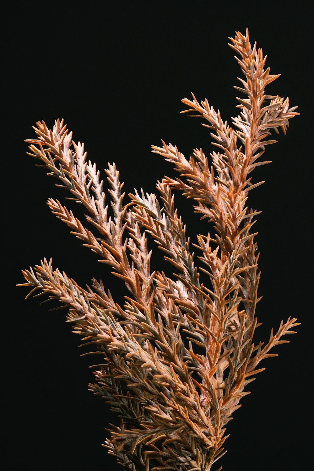 a close up of a plant on a black background