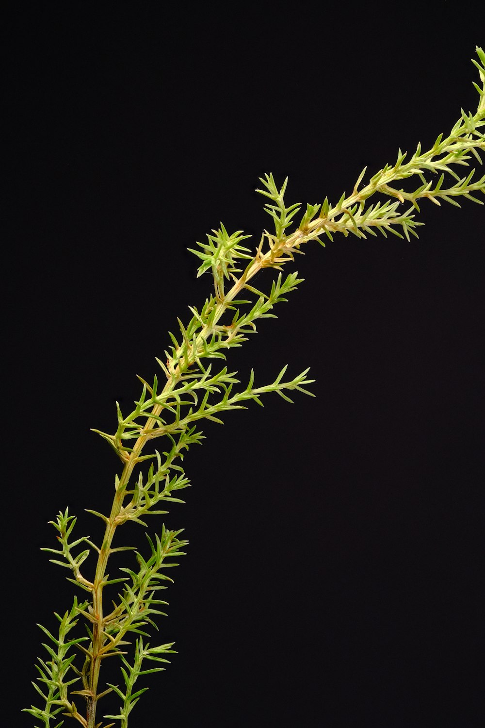 a close up of a plant on a black background