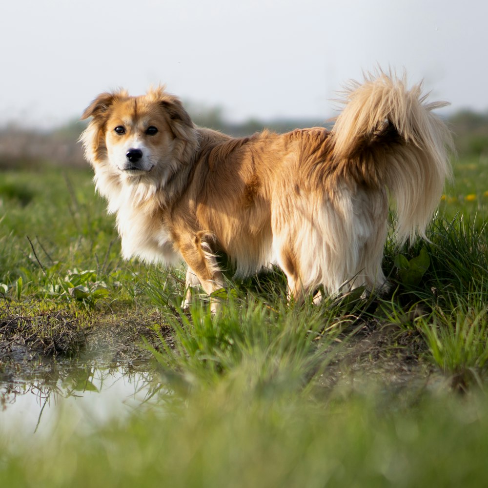 a brown and white dog standing on top of a lush green field