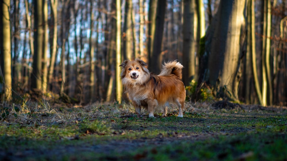 a brown and white dog standing in a forest