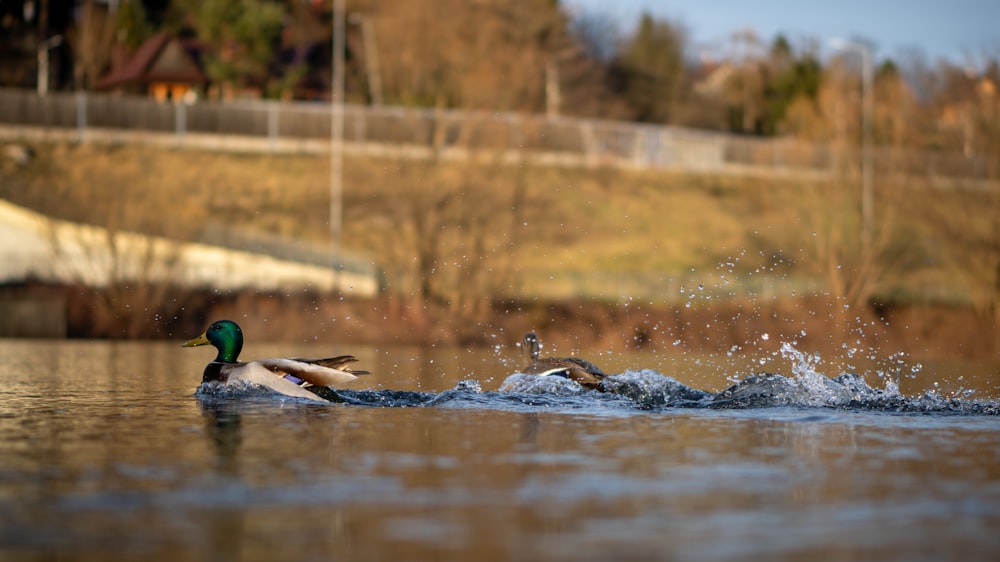 a couple of ducks swimming on top of a lake