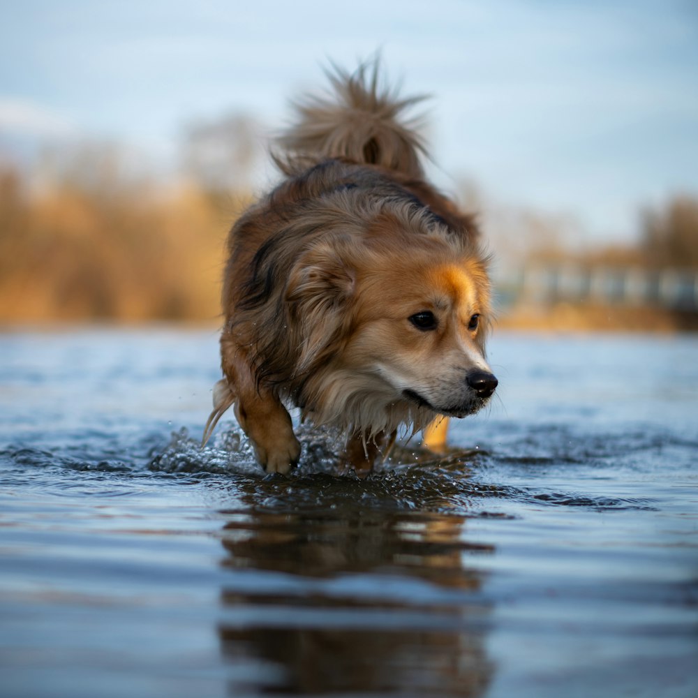 a dog walking through a body of water