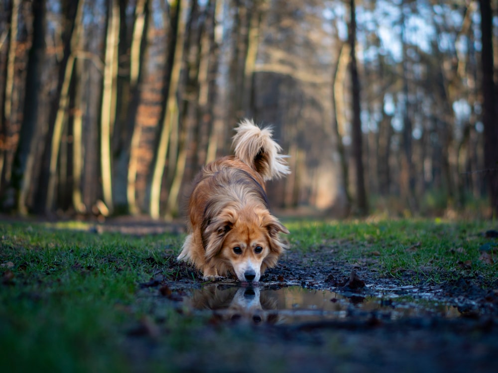 a brown dog walking across a puddle of water
