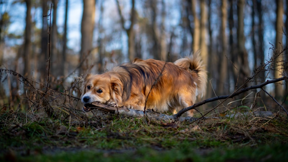 a brown and white dog walking through a forest