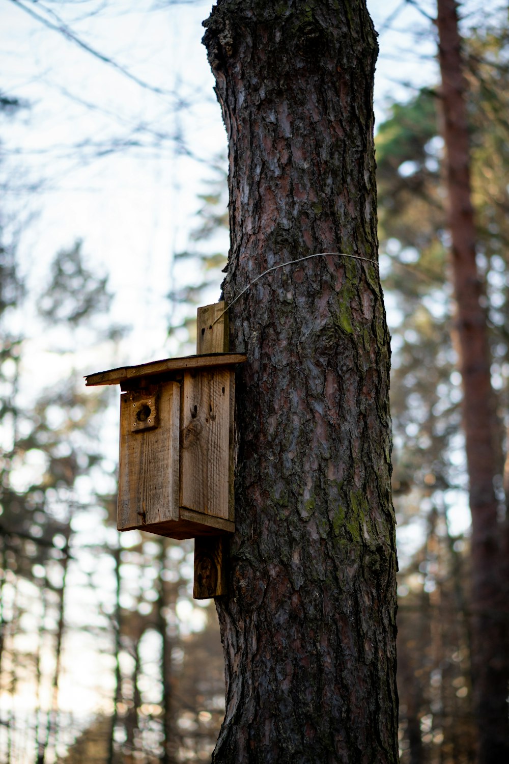 ein Vogelhaus, das an einem Baum im Wald befestigt ist