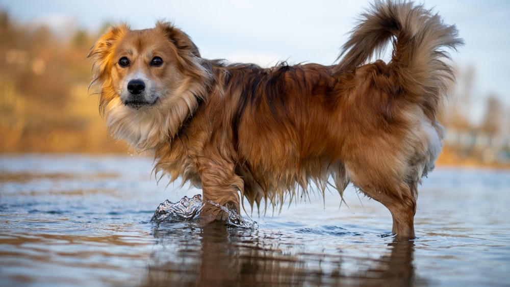 a dog is standing in the water with a shoe in it's mouth