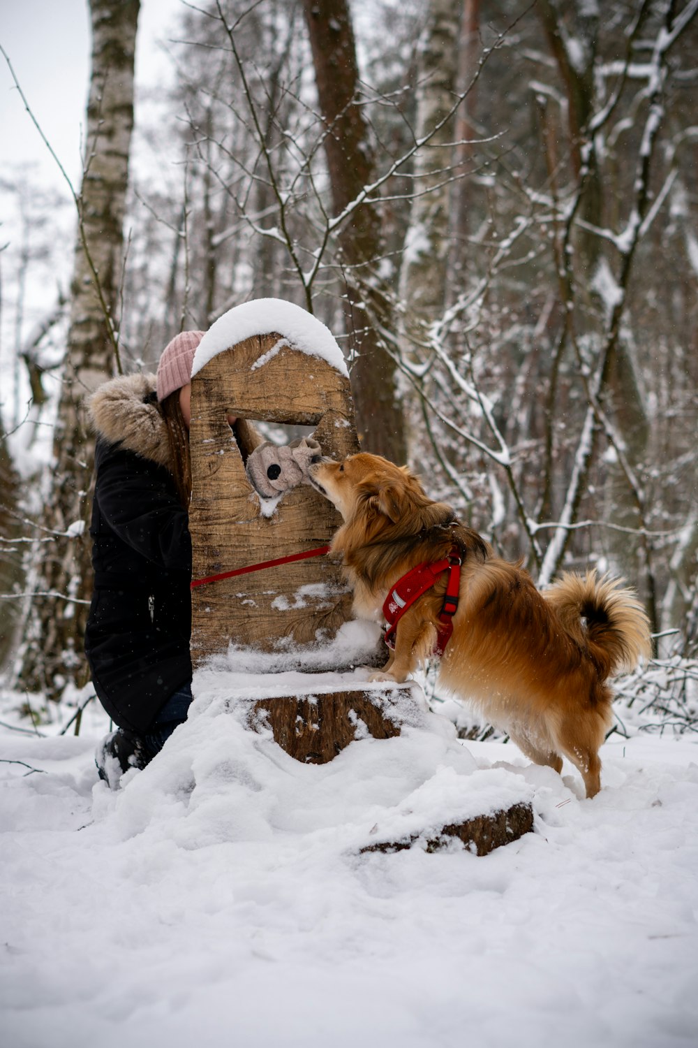 a person and a dog playing in the snow