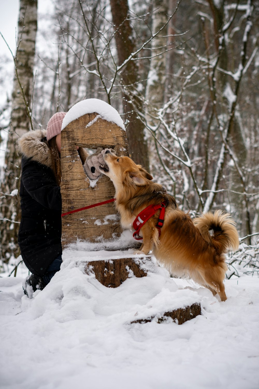 a person and a dog playing in the snow