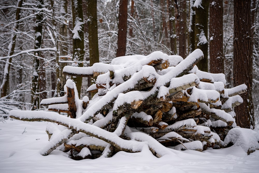 a pile of logs covered in snow in a forest