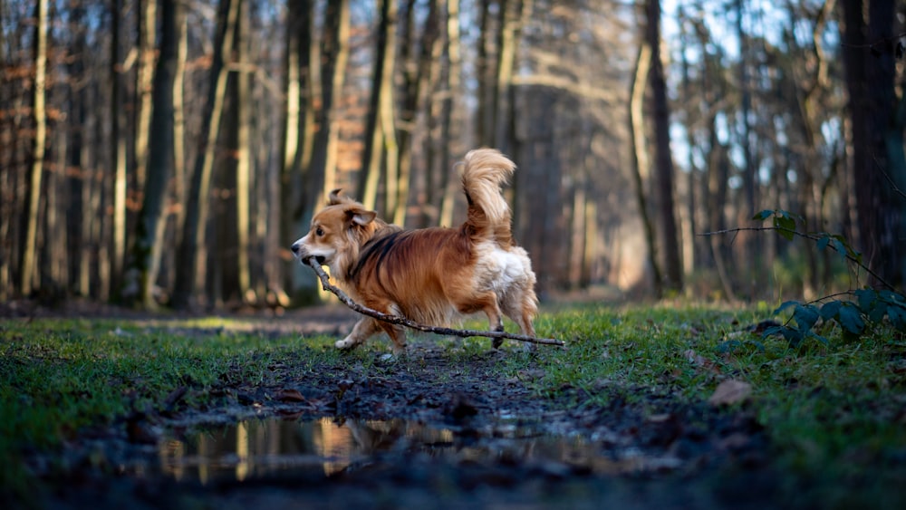 a brown and white dog carrying a stick in a forest