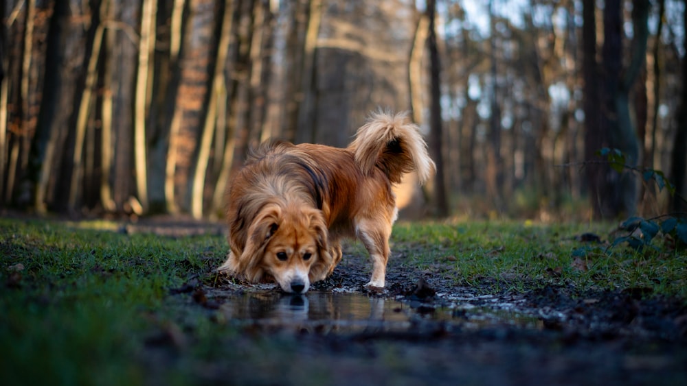 a brown and white dog standing on top of a puddle of water